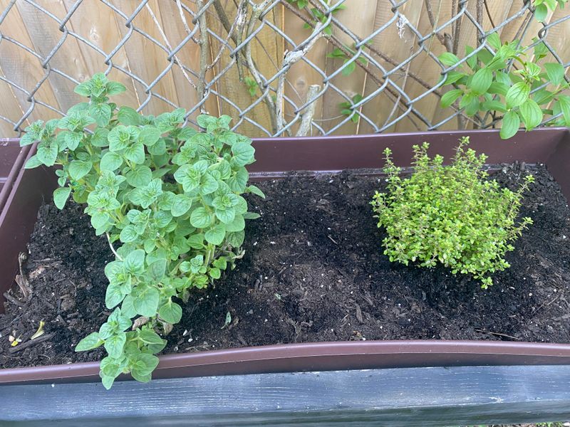 Oregano And Thyme Fill Patio Pots With Fresh Flavor