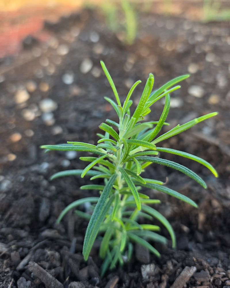 Rosemary Keeps A Strong Shape With Regular Trimming