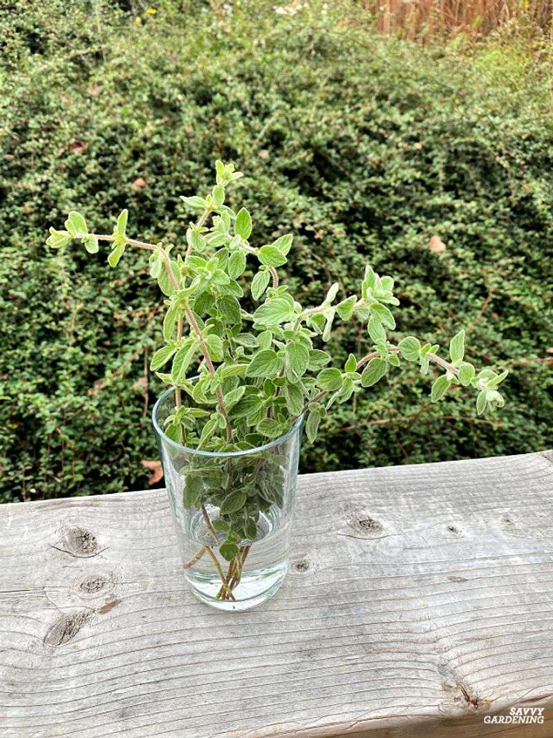 Oregano Produces Aromatic Leaves Year-Round In Water