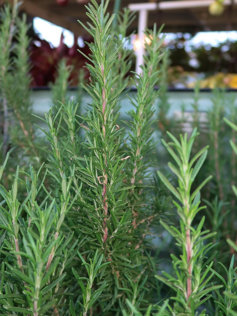 Rosemary Blooming Early With Subtle Blue Flowers