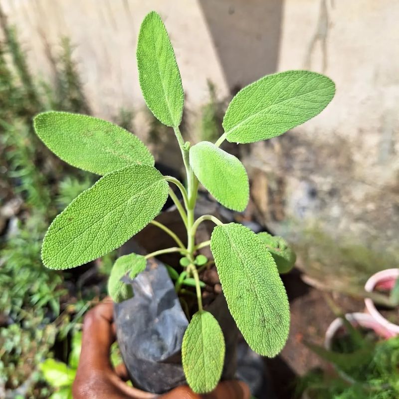 Sage Adapts To Intense Sun And Dry Soil