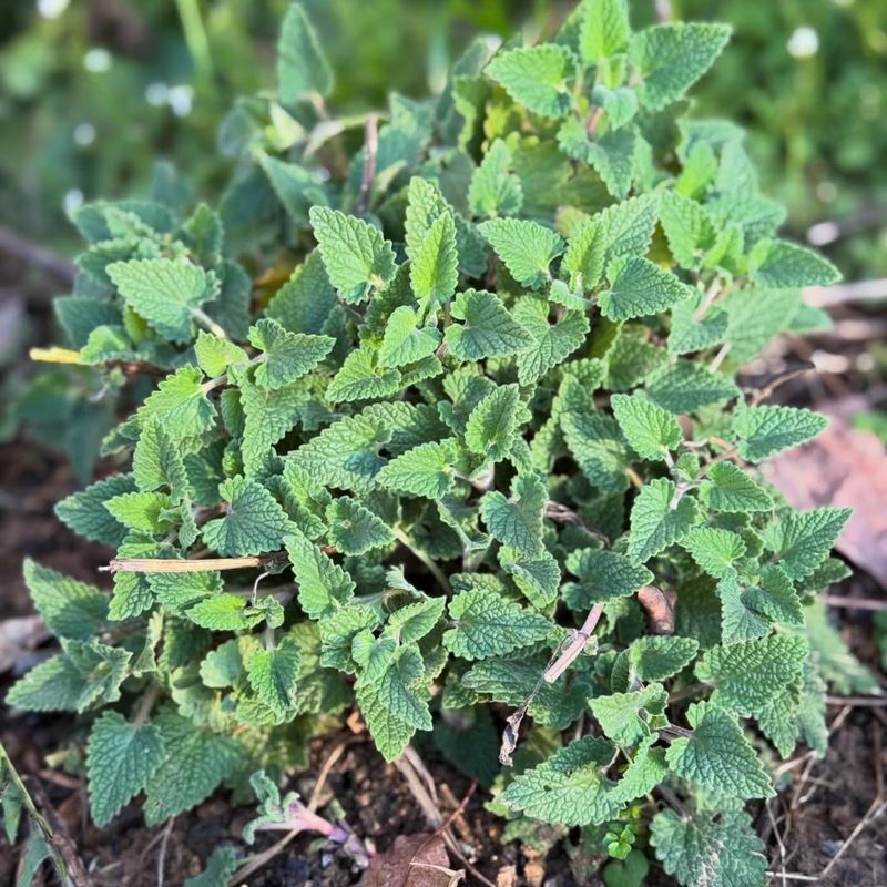 Catnip Contains Nepetalactone That Repels Ticks