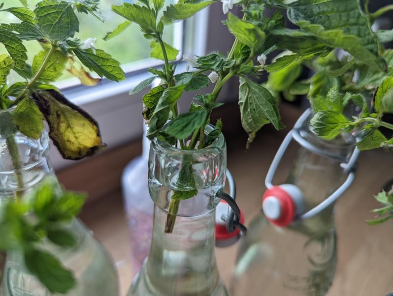 Lemon Balm Fresh Citrus Scent Indoors