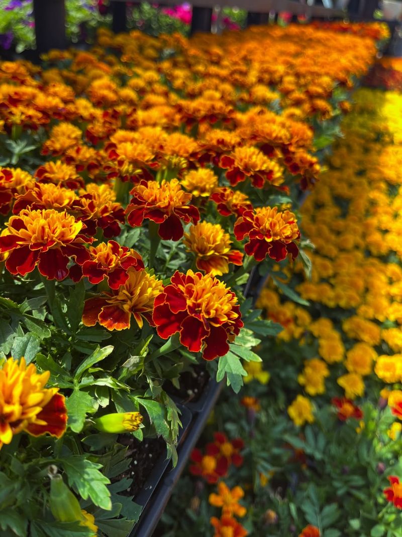 Marigolds Bring Color Where You Need Coverage