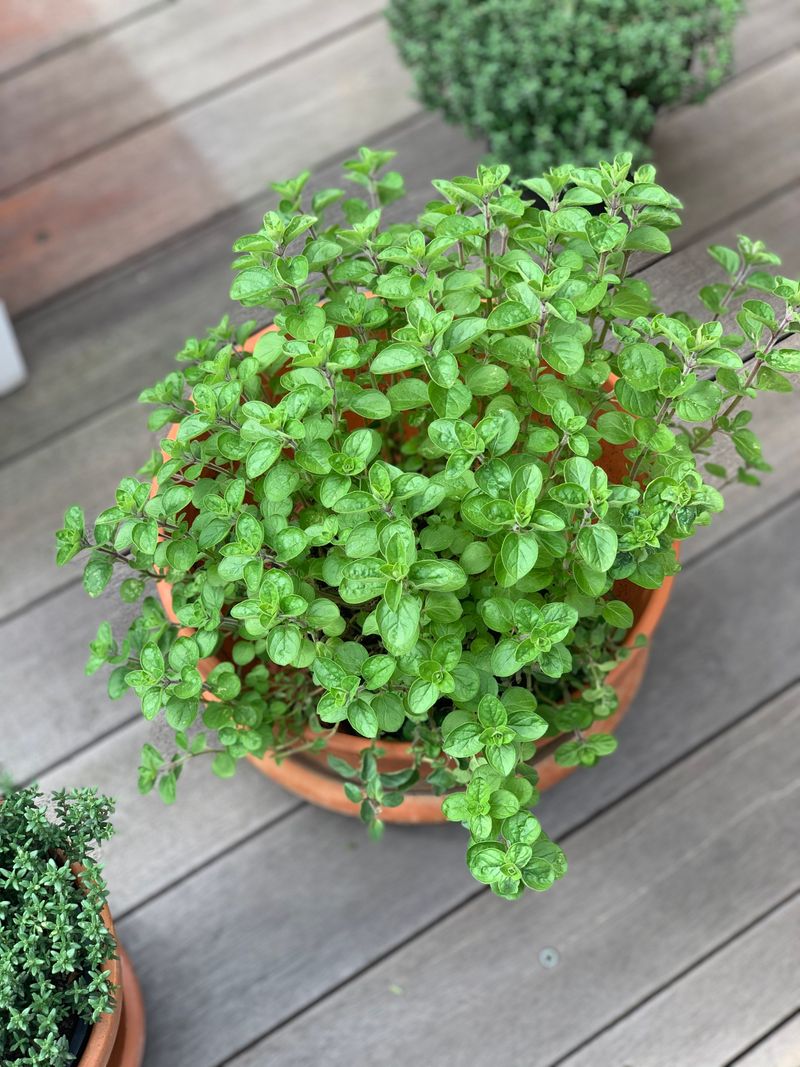 Oregano Keeps Producing Through Summer Heat