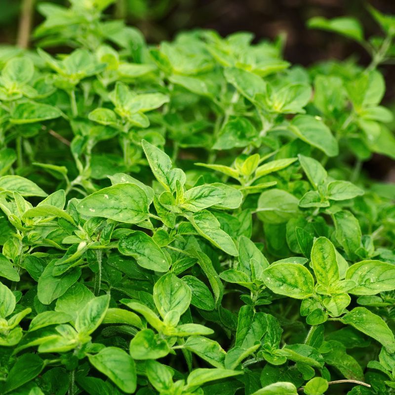 Oregano Spreading Easily And Producing Nonstop