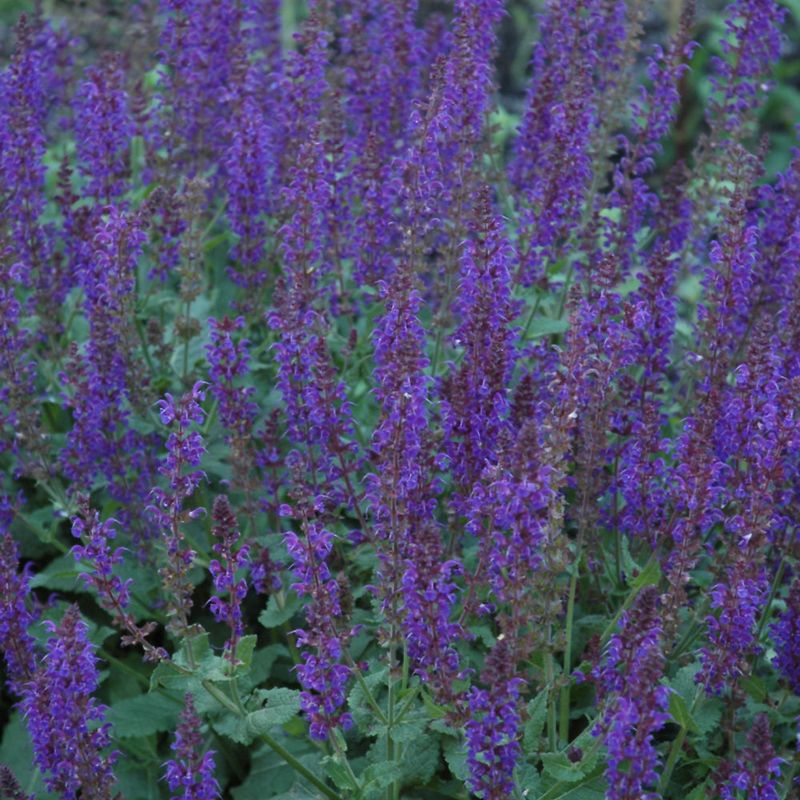 Sage (Salvia Spp.)