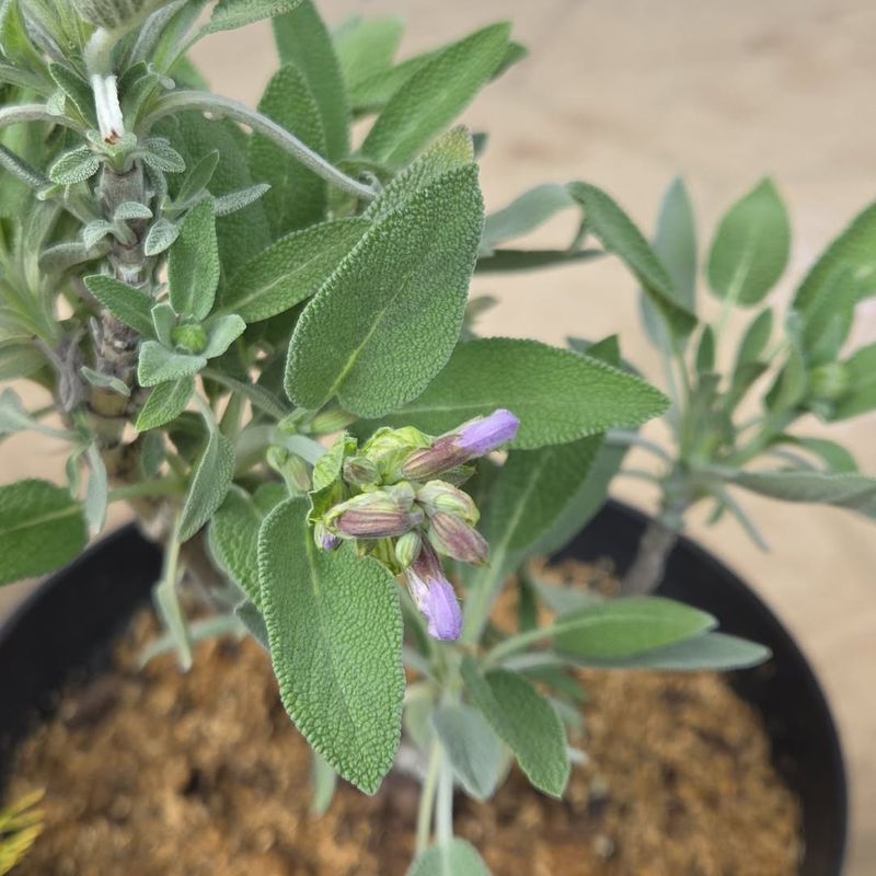 Sage (Salvia officinalis)
