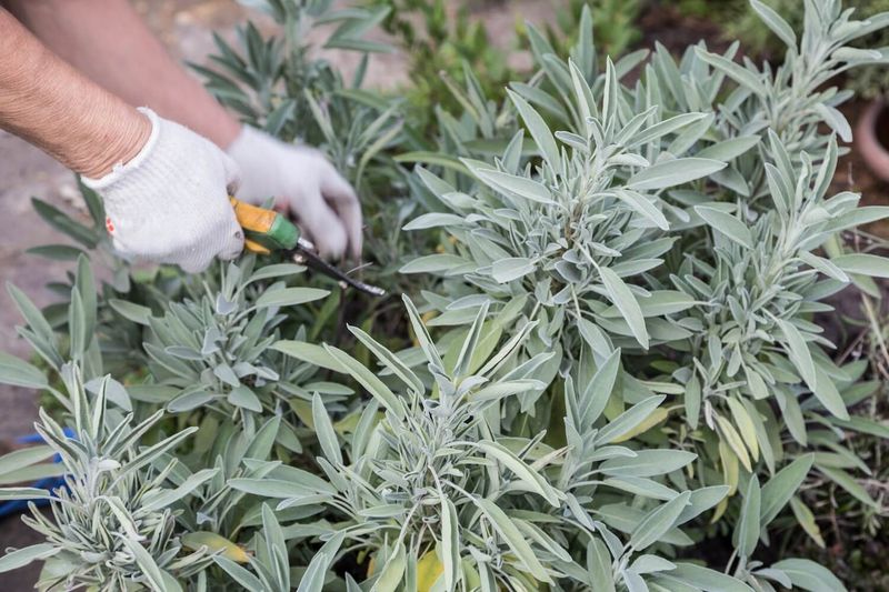 Sage (Salvia officinalis)