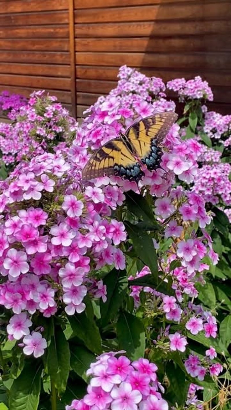 Garden Phlox (Phlox paniculata)