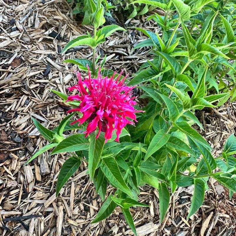 Bee Balm Handles Average To Poor Soil While Supporting Pollinators