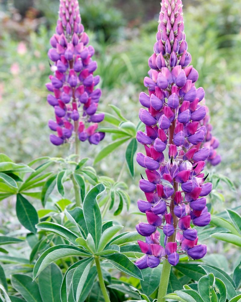 Lupine That Supports Native Bees Early