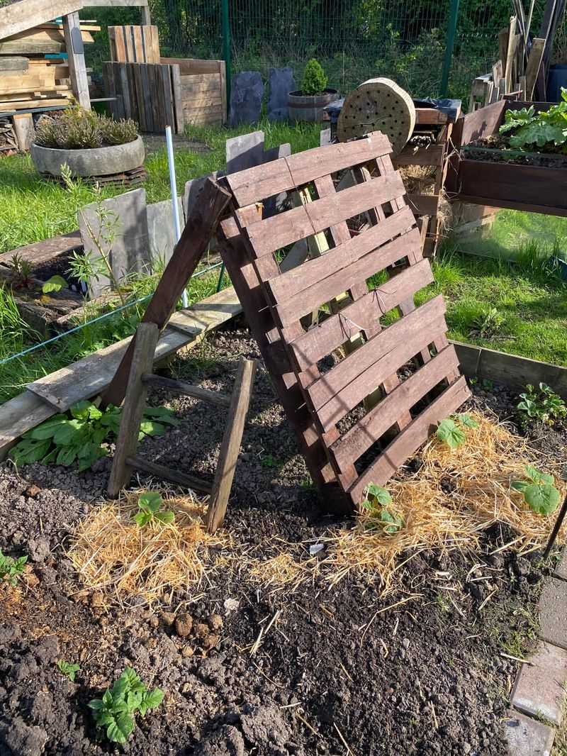 Support Each Fruit As It Starts Getting Heavy