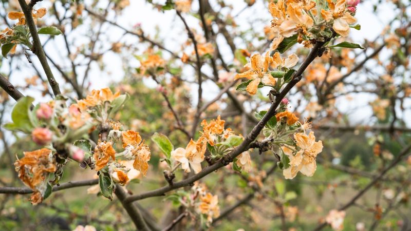 Frost Damage Often Turns Blossoms Brown Or Black