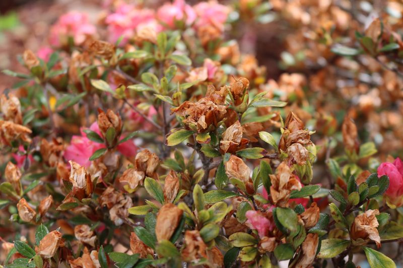 Flowers May Turn Brown And Fail To Open