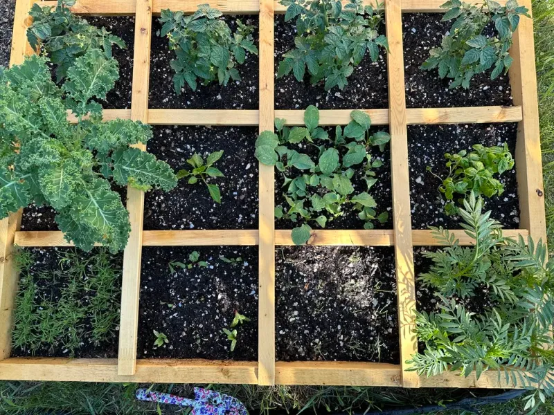 Plan Succession Planting Differently By Zone
