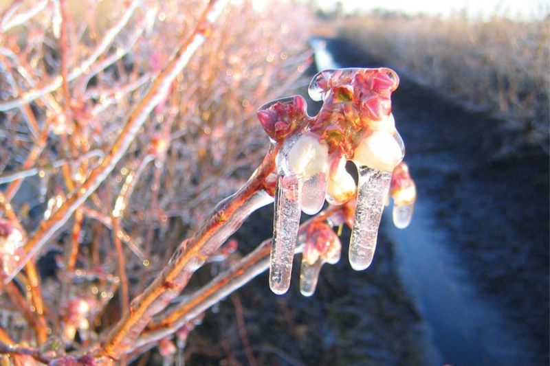 Frost Events Can Delay Or Reduce Harvest Size