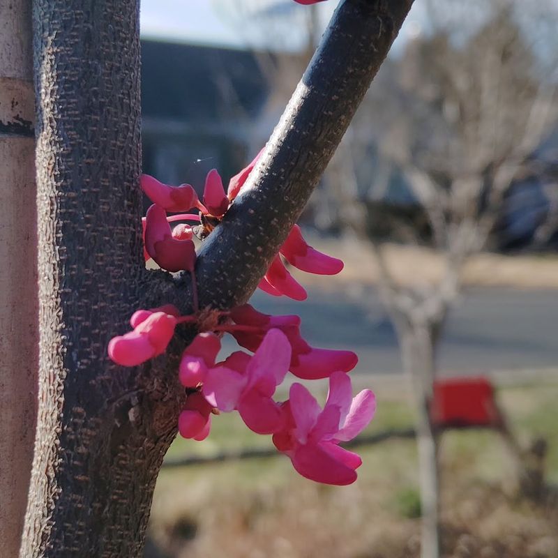 Leaf Emergence Is Usually Less Affected Than Flowers