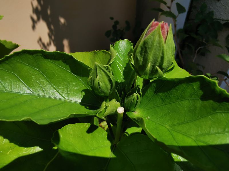 Water Stress Can Make Buds Drop Overnight