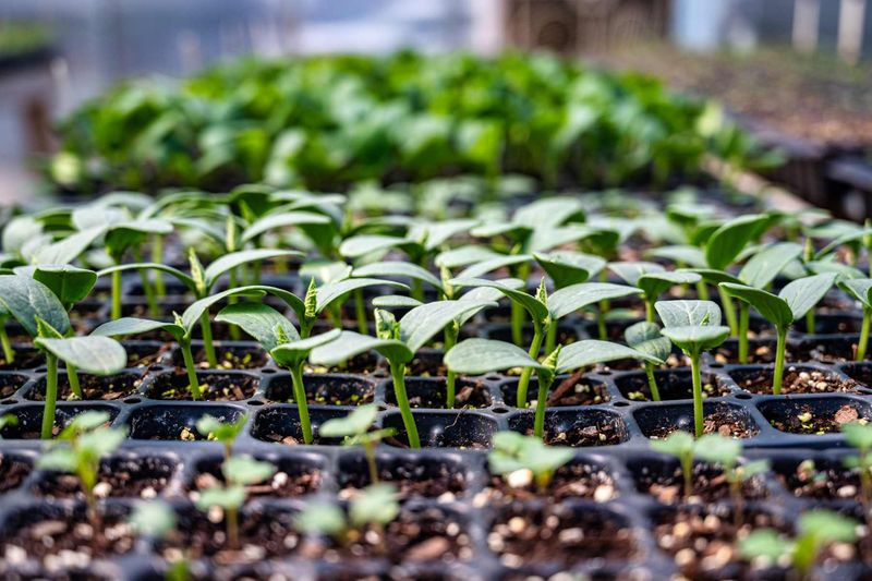 Indoor Seed Starting Mixes Can Harbor Eggs