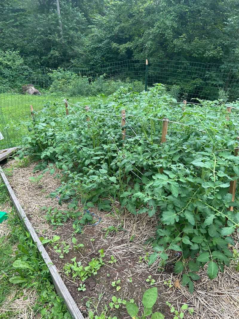 Crowded Plants Invite More Trouble Than Growth