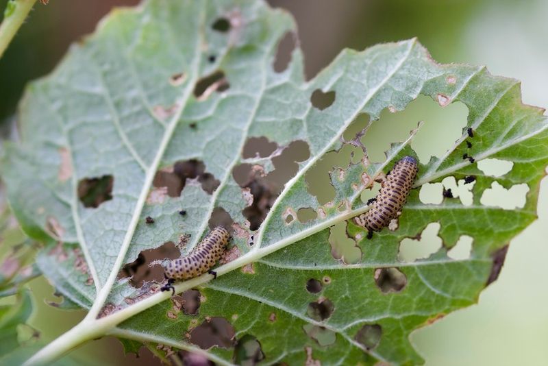Holes In Flowers Or Fruit Often Come From Hungry Beetles Or Caterpillars