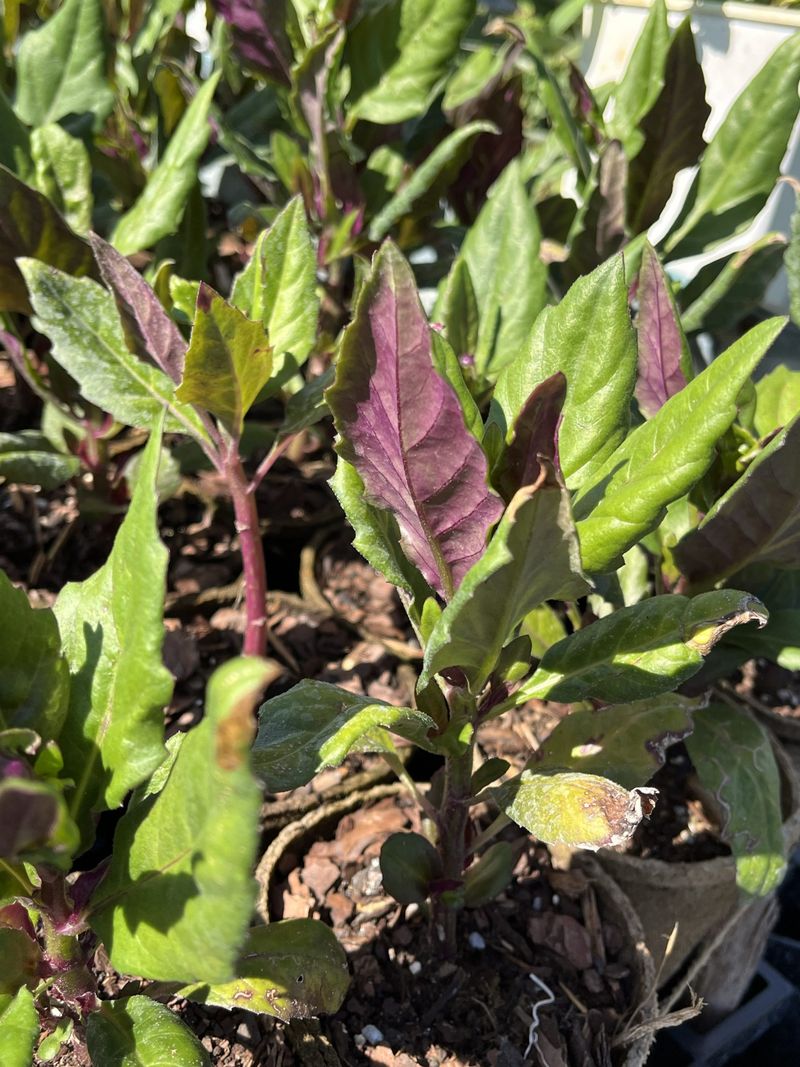 Okinawa Spinach Adds Edible Color In Warm Climates