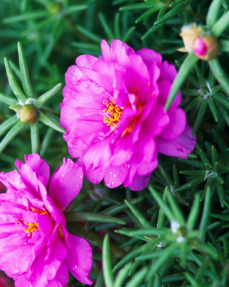 Moss Rose (Portulaca grandiflora)
