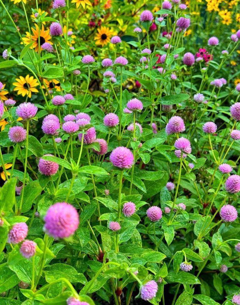 Gomphrena Handles Heat And Blooms Continuously