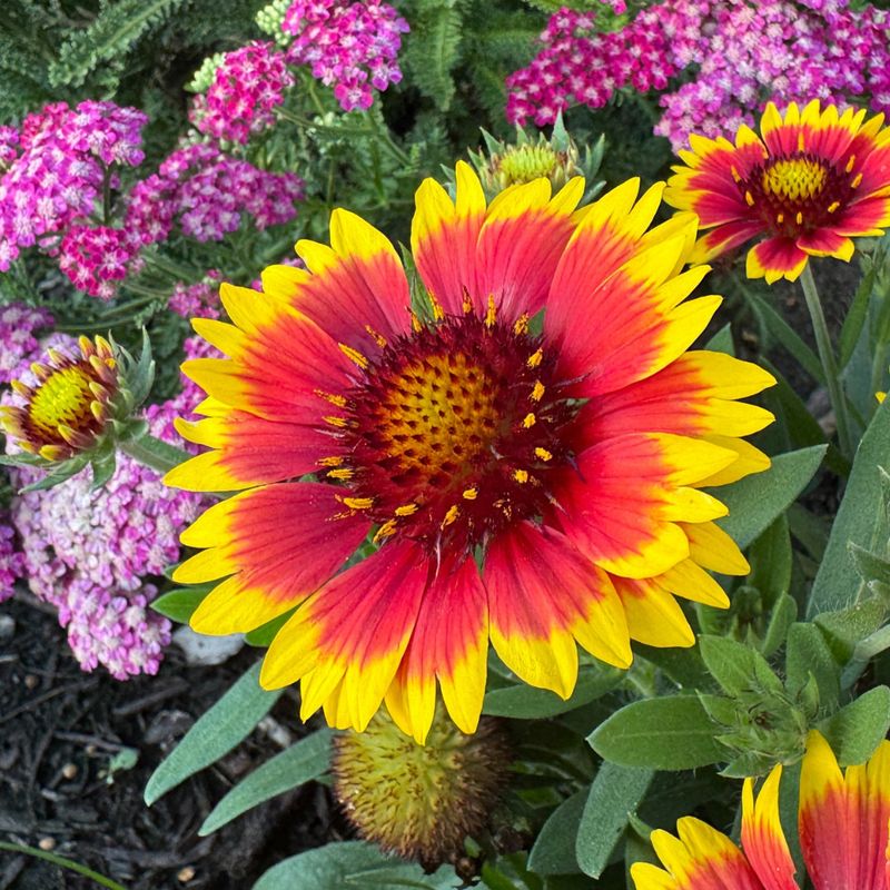 Gaillardia