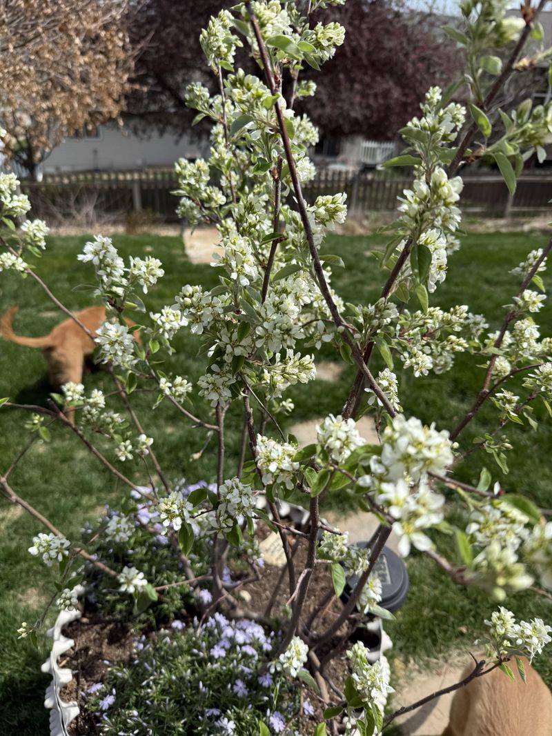 Low Maintenance Growth Habit Suits Residential Landscapes