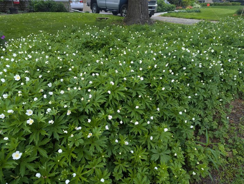 Forms Dense Colonies That Suppress Weeds