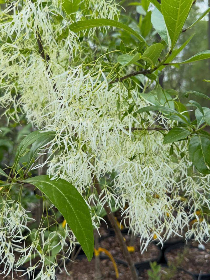 Produces Showy White Blooms In Spring