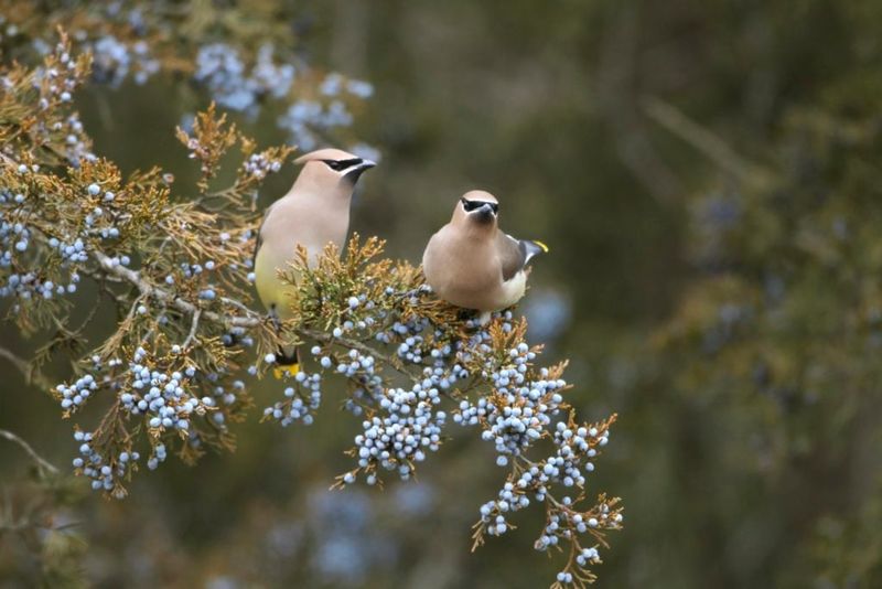 Supports Birds With Shelter And Winter Food