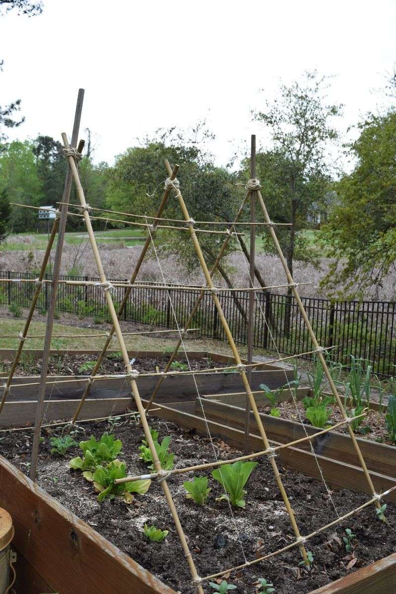 Bamboo Teepee Trellis Adds A Natural Look To Garden Beds