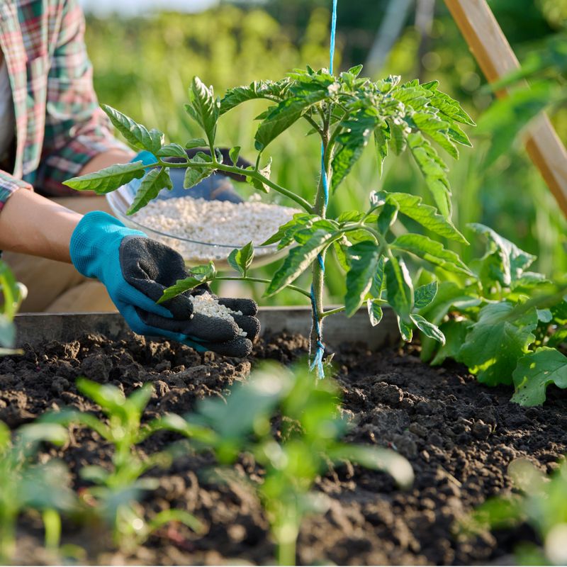 Small Feedings Help Florida Tomatoes Stay On Track