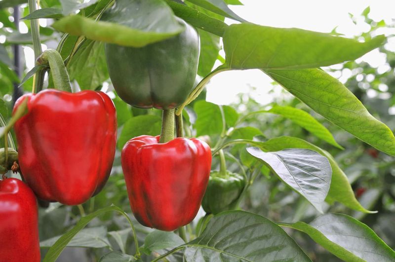 Bell Pepper