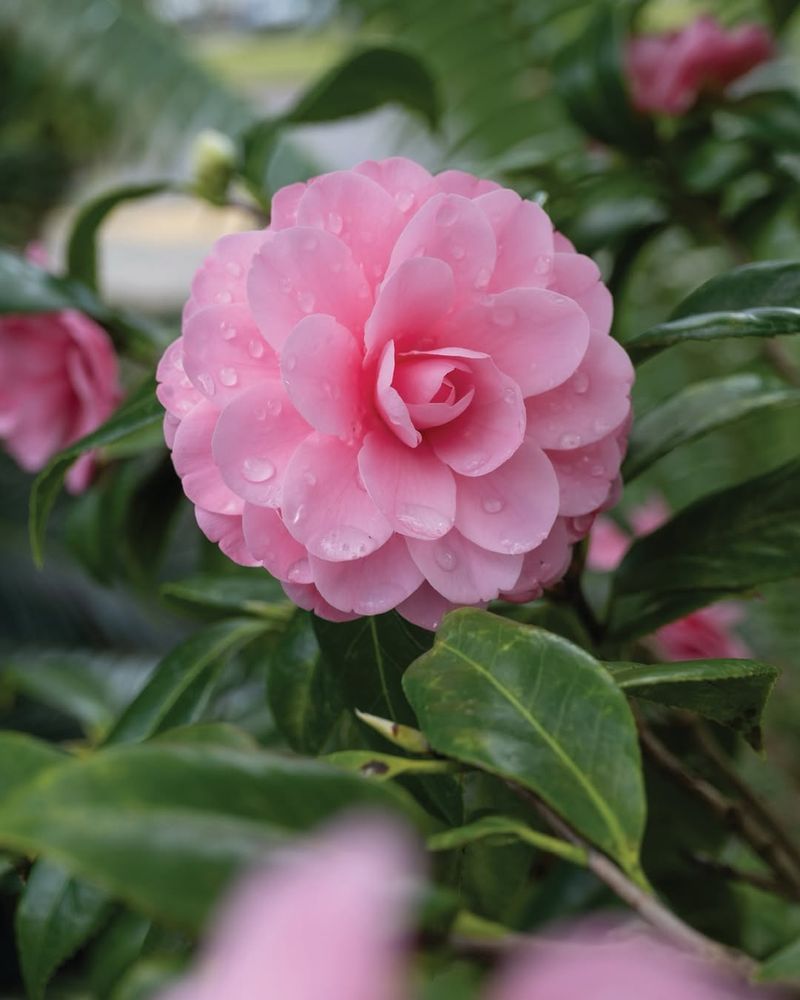 Camellias