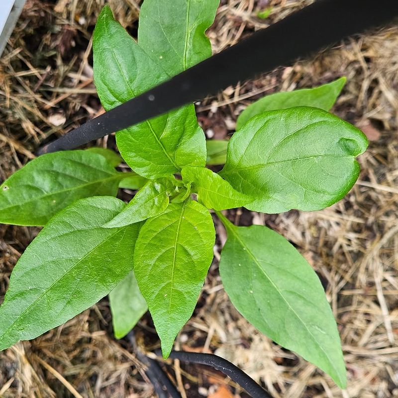 Peppers