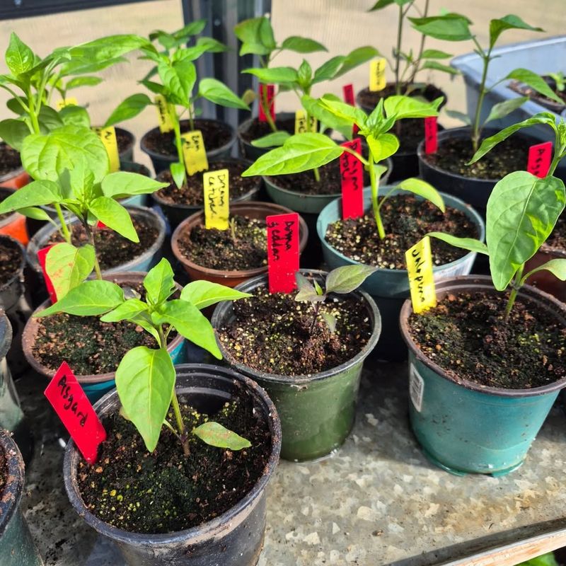 Peppers (Jalapeño, Mini Bell)