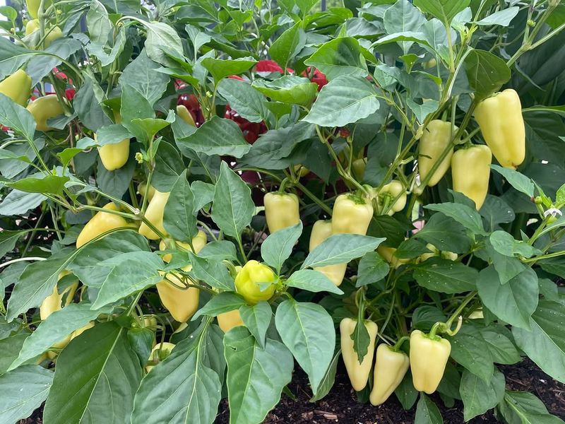 Peppers For Heat-Loving Flavor And Color