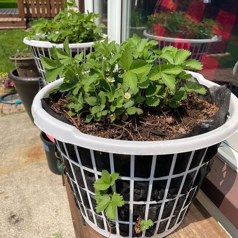 A Budget-Friendly Hack That Actually Works