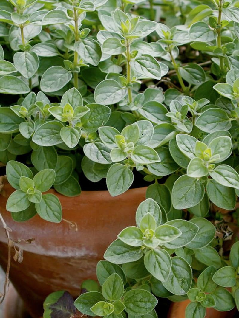 Oregano (Origanum Vulgare) And Marjoram (Origanum Majorana)