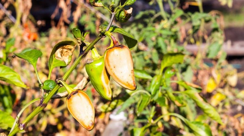 Peppers Love Heat Until They Don’t