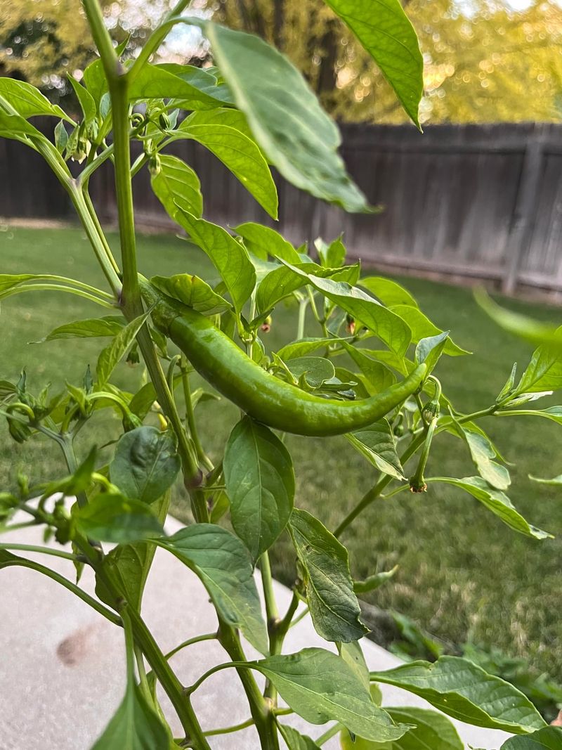 Peppers Drop Blossoms In Rising Temperatures