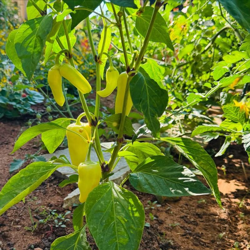 Peppers That Struggle In Late Heat
