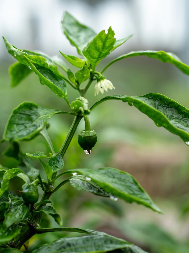 Peppers Bring Heat-Tolerant Flavor To Desert Gardens