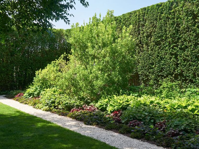 Trees And Shade Can Delay Early Season Growth