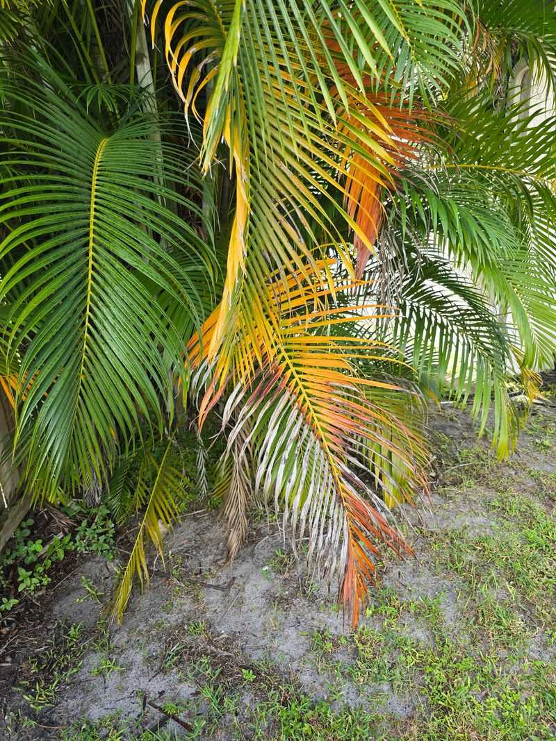 Yellowing Fronds Still Matter More Than You Think