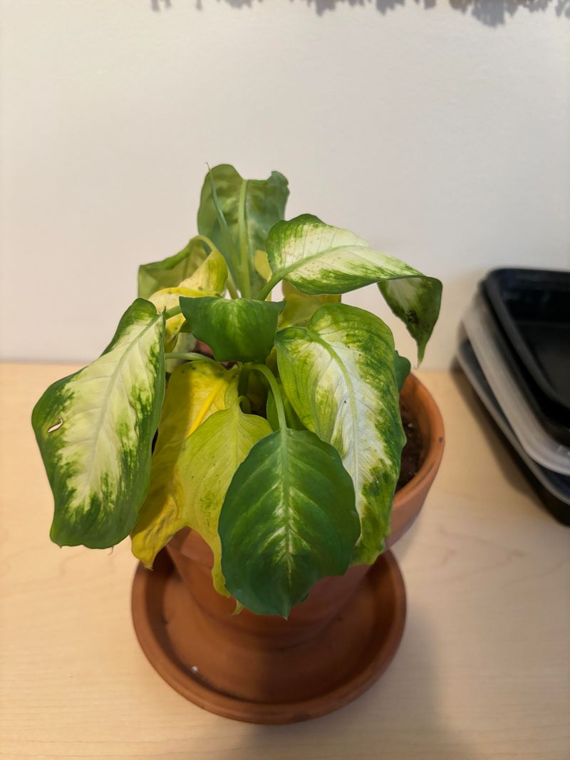 Transplant And Relocation Shock